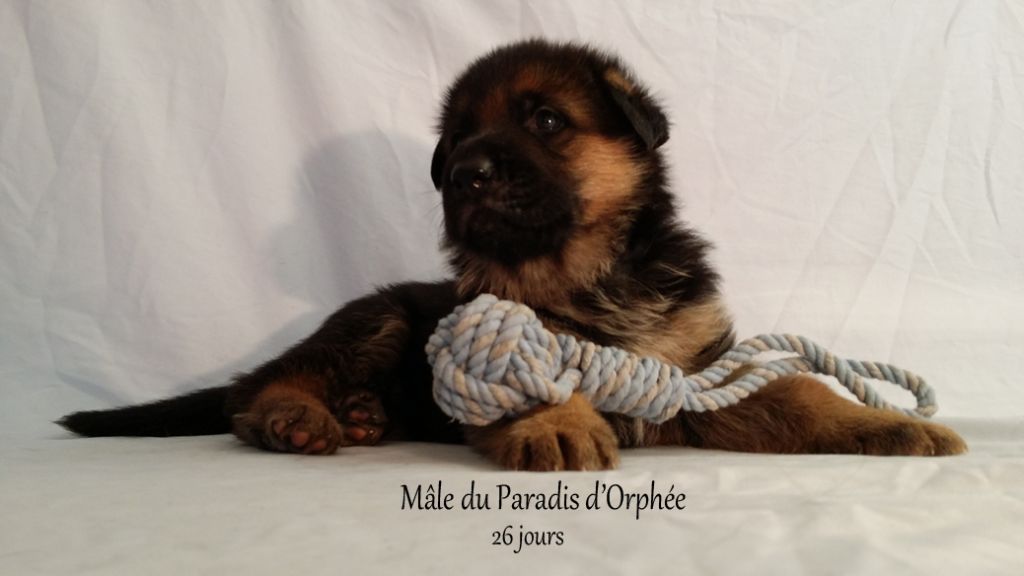 Du Paradis d'Orphée - Chiots disponibles - Berger Allemand